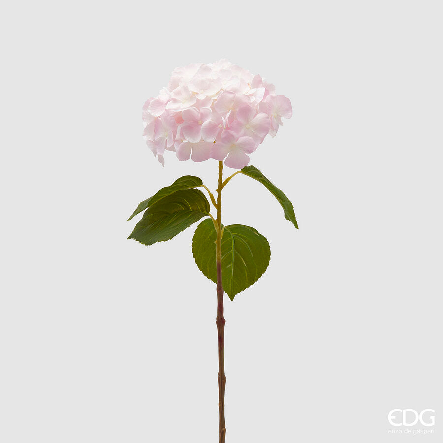 EDG -Ortensia nobile new rosa o blu