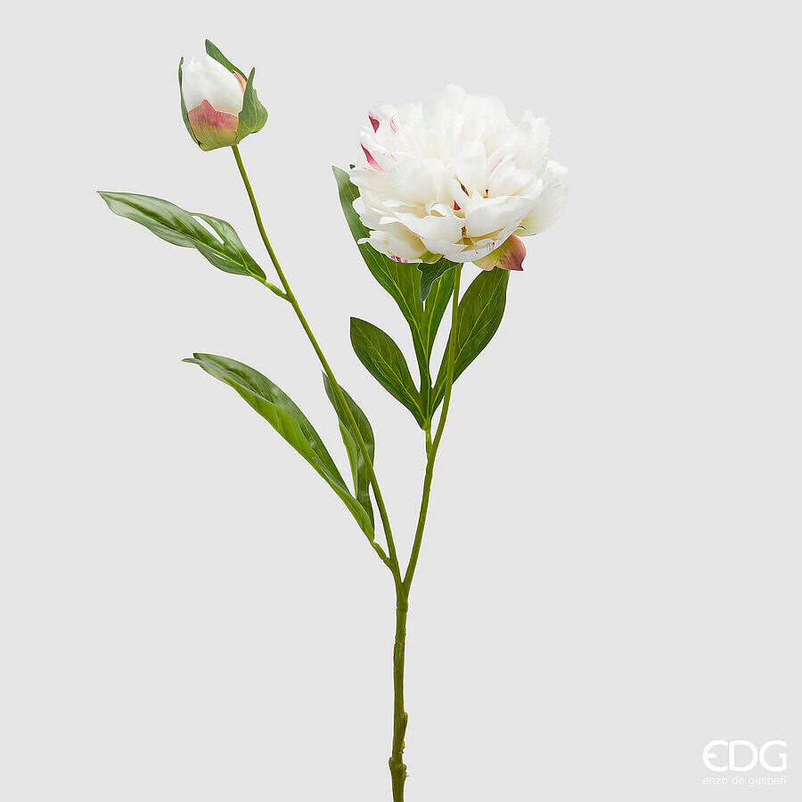EDG- Peonia