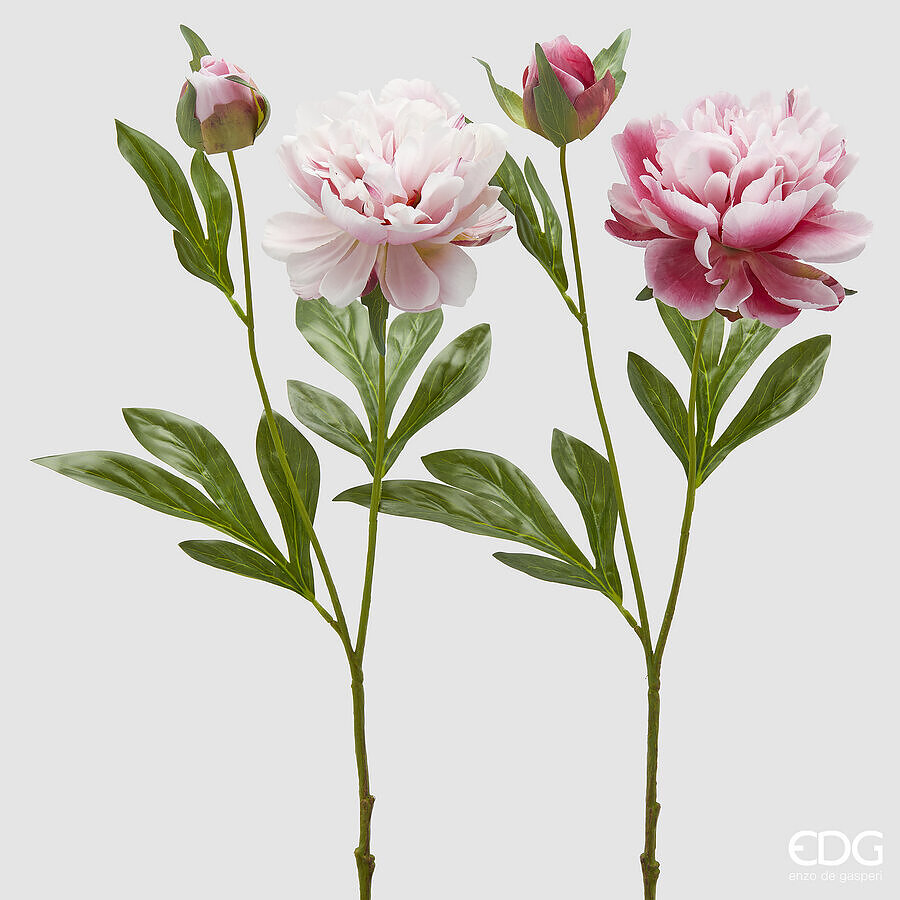 EDG- Peonia