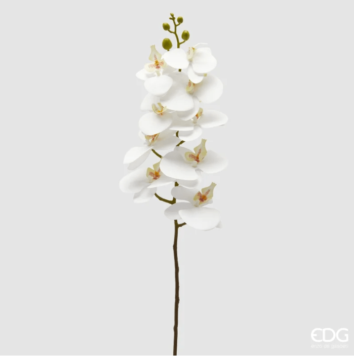 EDG- orchidea