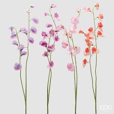 EDG- PISELLO ODOROSO RAMO 4 ASS. H.90