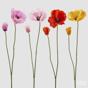 EDG - papavero colori ass