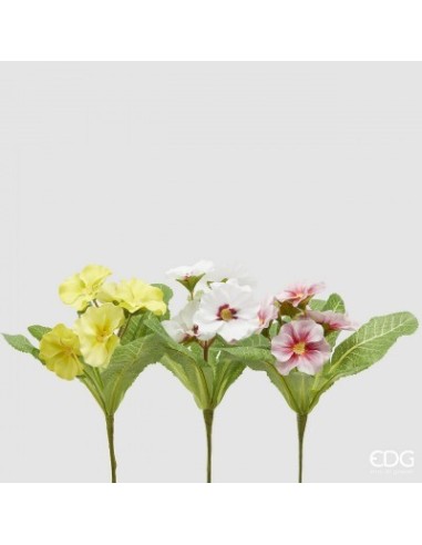 EDG Primule