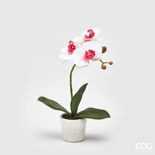 orchidea in vaso