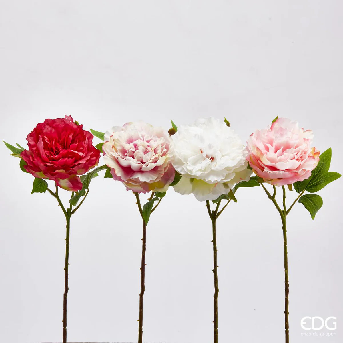 EDG -peonia