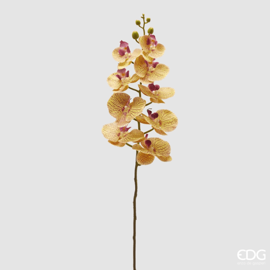 EDG- orchidea