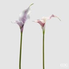 EDG - calla doppia