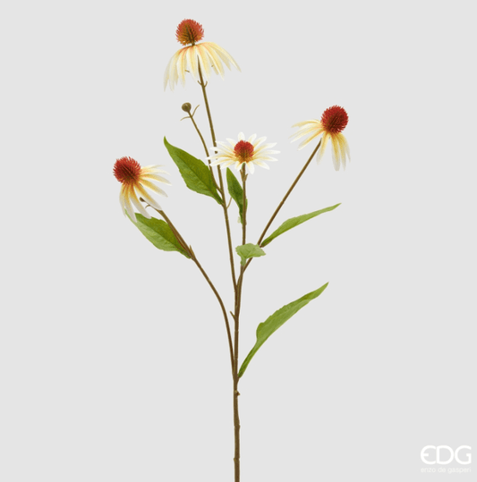 EDG - Rudbeckia