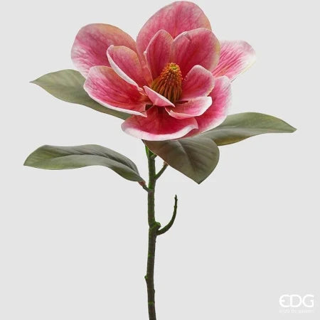 EDG- magnolia